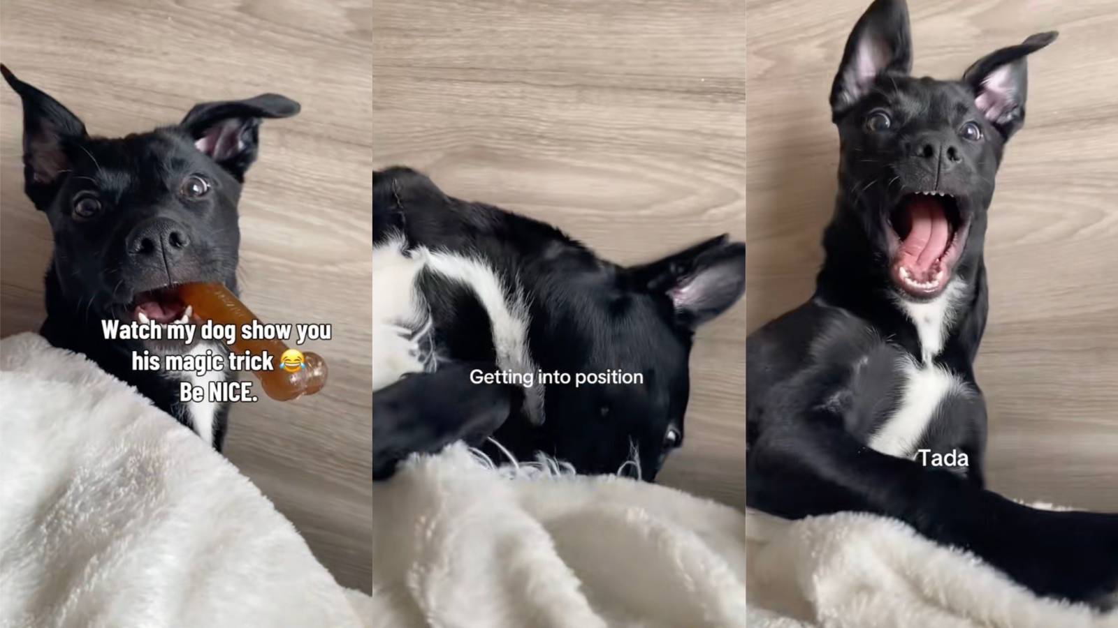This Dog’s Favorite Magic Trick Has People Completely Delighted dog doing a trick