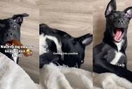 This Dog’s Favorite Magic Trick Has People Completely Delighted