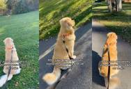 A Golden Retriever Has a Surprisingly Gentle Reaction Whenever He Sees Deer on His Walks