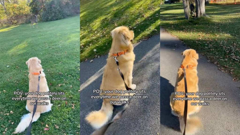 dog in a park