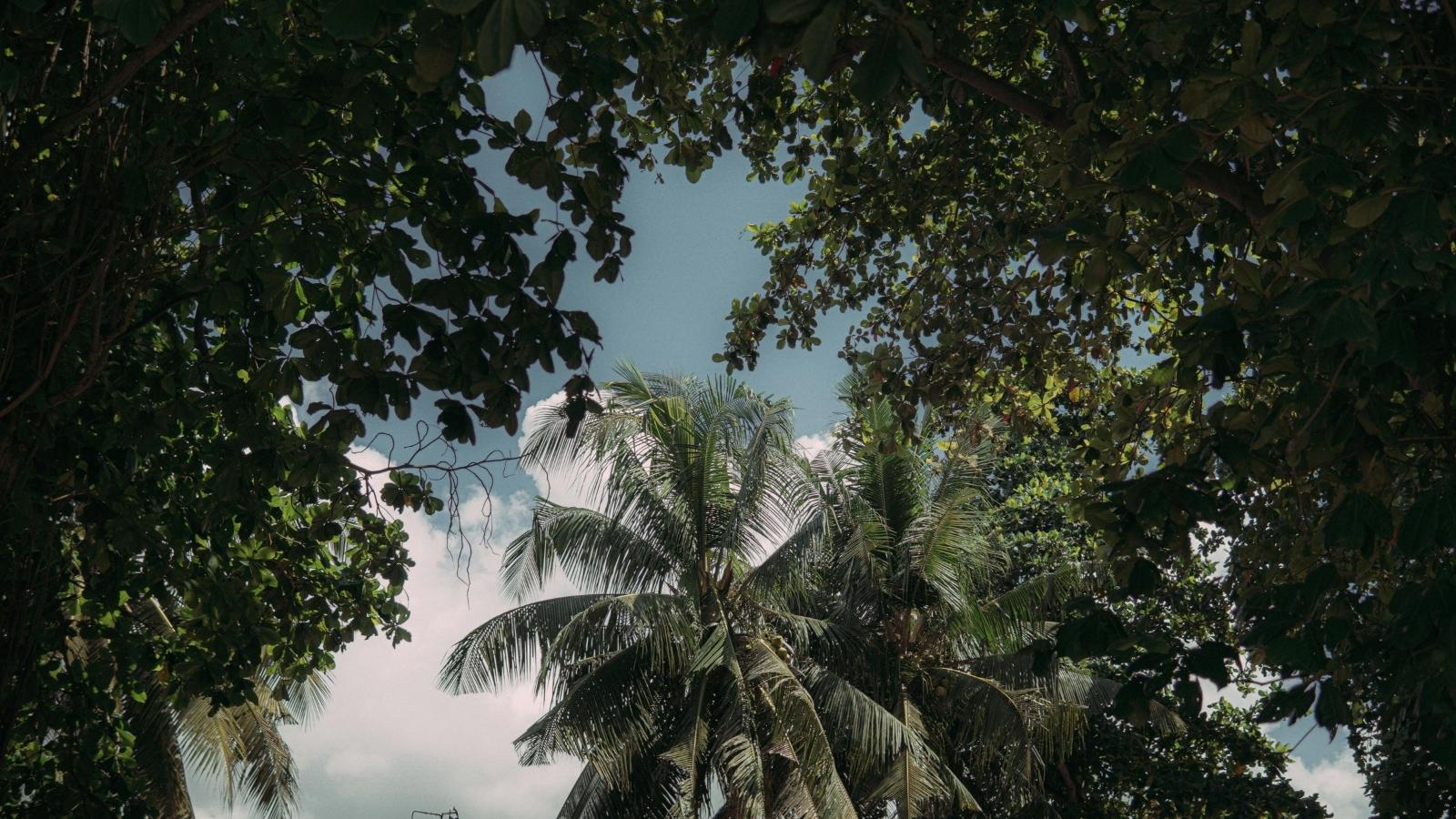 The Pool Trap: Why a Neighbor’s Untrimmed Seed Dumping Trees Sparked an Intense Suburban Yard War dense foliage with palm tree