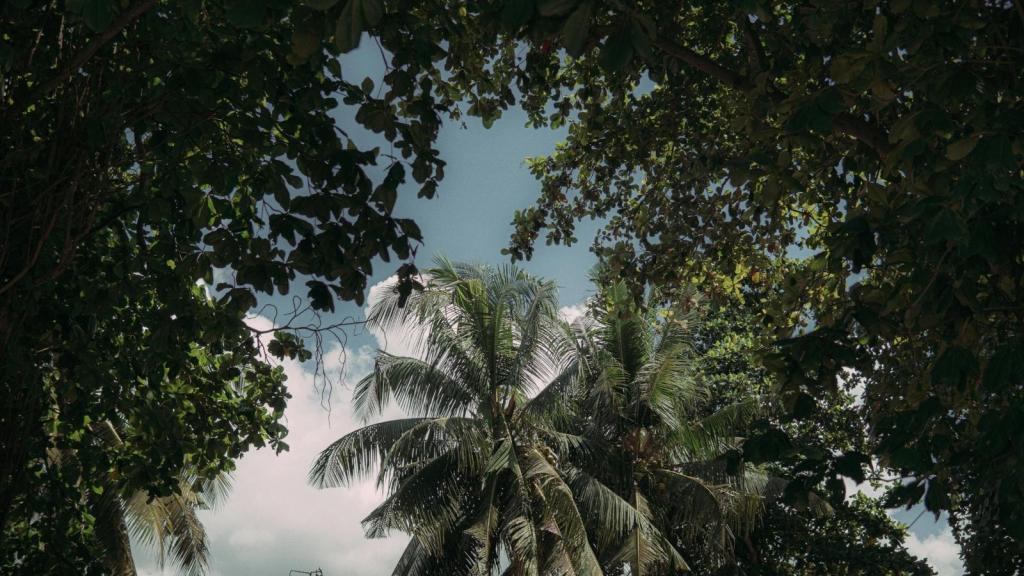 dense foliage with palm tree