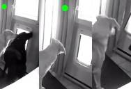 He Showed His New Rescue Pooch Sibling How to Use the Doggy Door in Their House