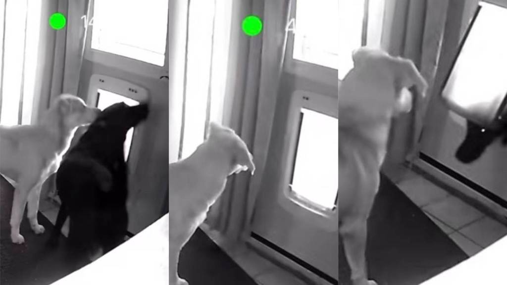 dogs in a living room