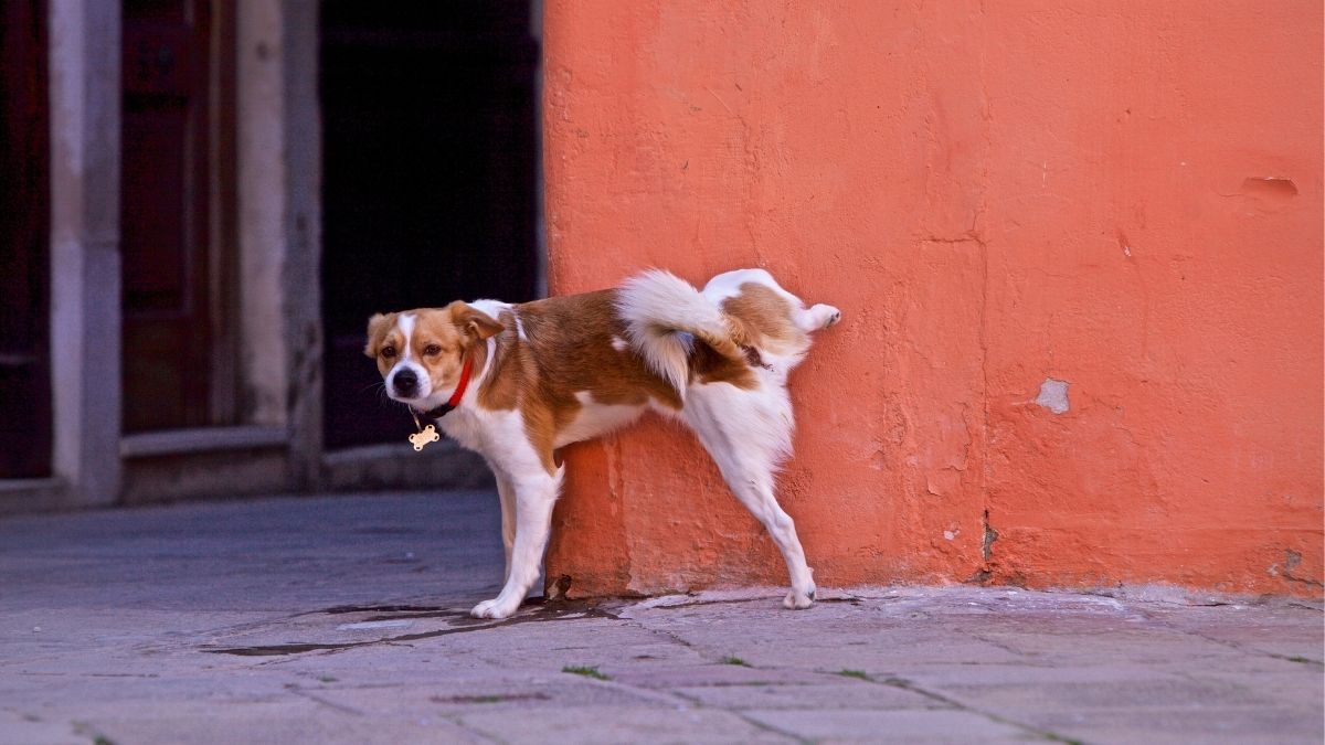 male dog peeing on an orange wall