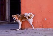 No More Yellow Grass: The Low-Cost Solution for Homeowners Tired of Their Mailbox Being a Dog “Hotspot”