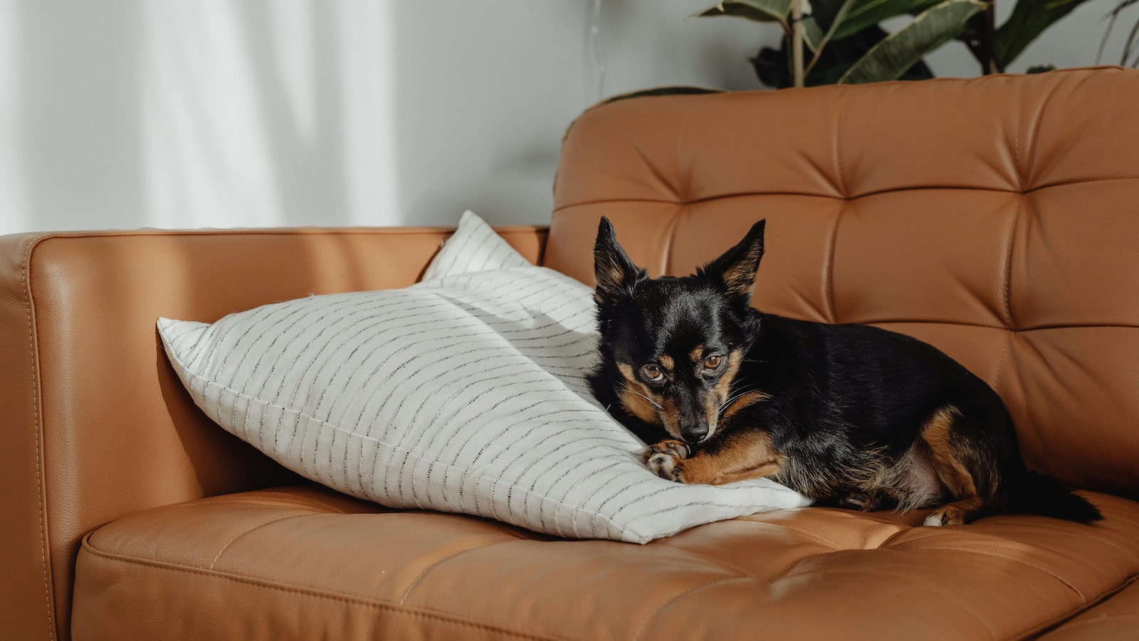 Chihuahua laying dog on couch