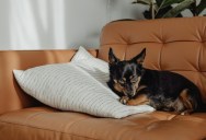 Pregnant Woman Gets Upset After Boyfriend Plays Tug-of-War With Chihuahua During Horror Movie