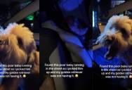 A Rescue Dog’s Arrival Sparked an Unexpected Reaction From a Golden Retriever