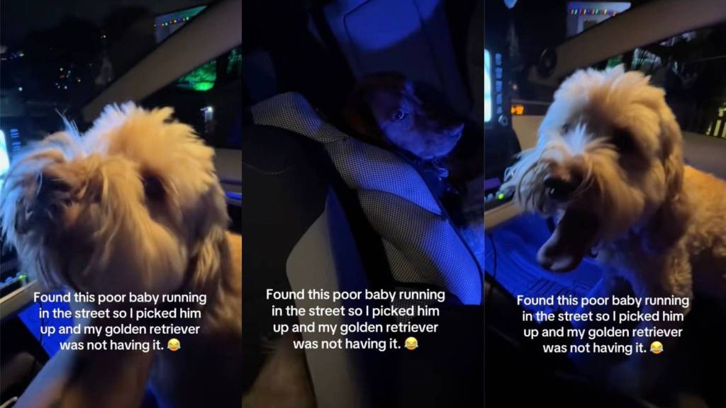 dog in a car
