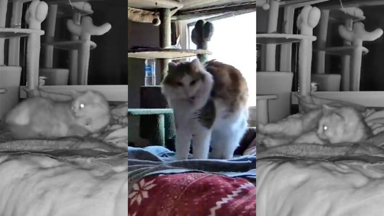 Woman Sets Up a Hidden Camera and Learns Exactly What Her Cat Does When She’s Out of Town cat on a bed