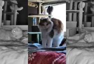Woman Sets Up a Hidden Camera and Learns Exactly What Her Cat Does When She’s Out of Town