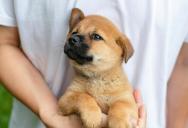 Pet Sitter Misled Into Watching High-Energy Puppy Alone in New City, After Days Without Sleep He Asks for Space