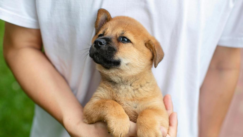 man in white shirt holding puppy