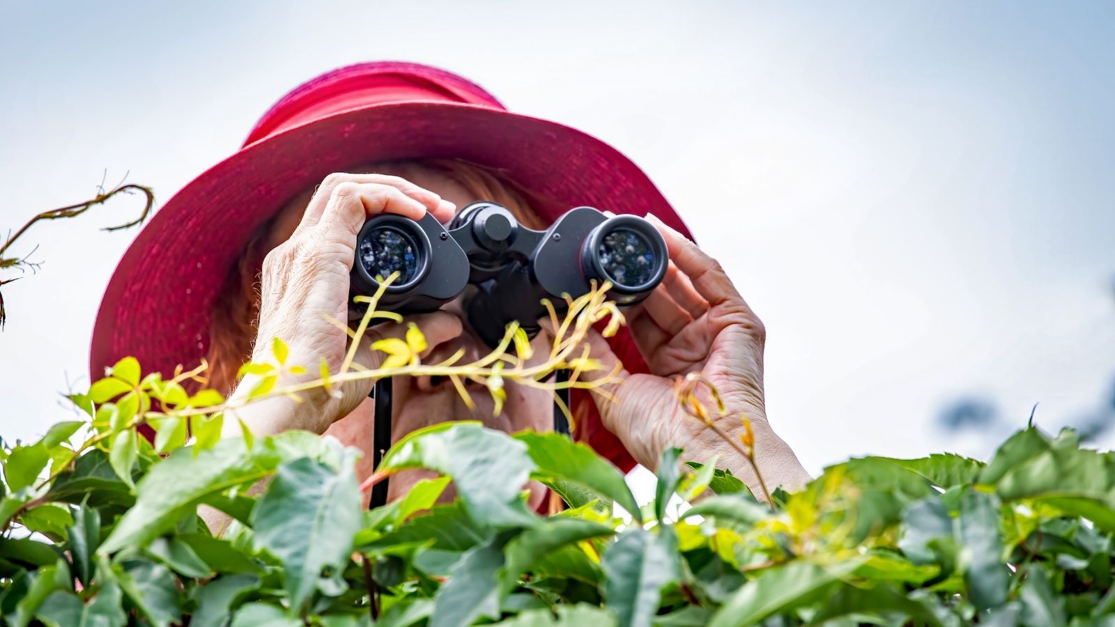 woman peering over hedge