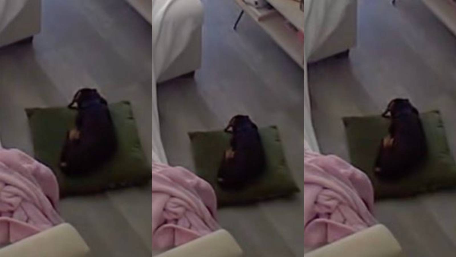 dog laying on ground