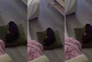 Dog Owner Feels Guilty After Realizing She Forgot Something Important for Her Pet