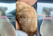 The Sibling Trap: Why One Dog’s Passive-Aggressive Cold War Against a New Puppy Ignited a Total Household Crisis