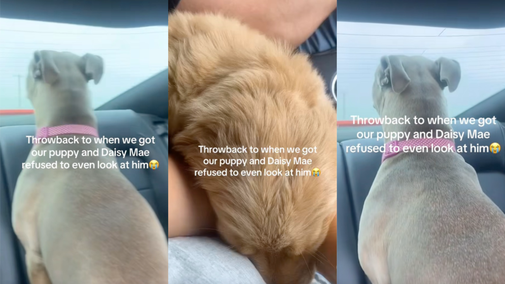 dog in a car