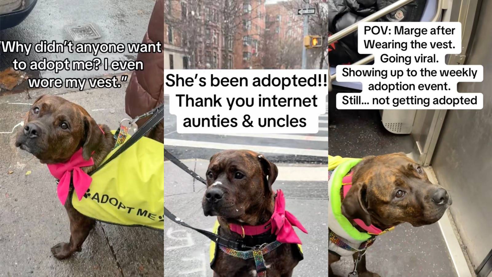 Overlooked Dog Finally Finds Forever Home After Long Wait in Shelter dog waiting to be adopted