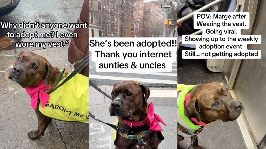 dog waiting to be adopted