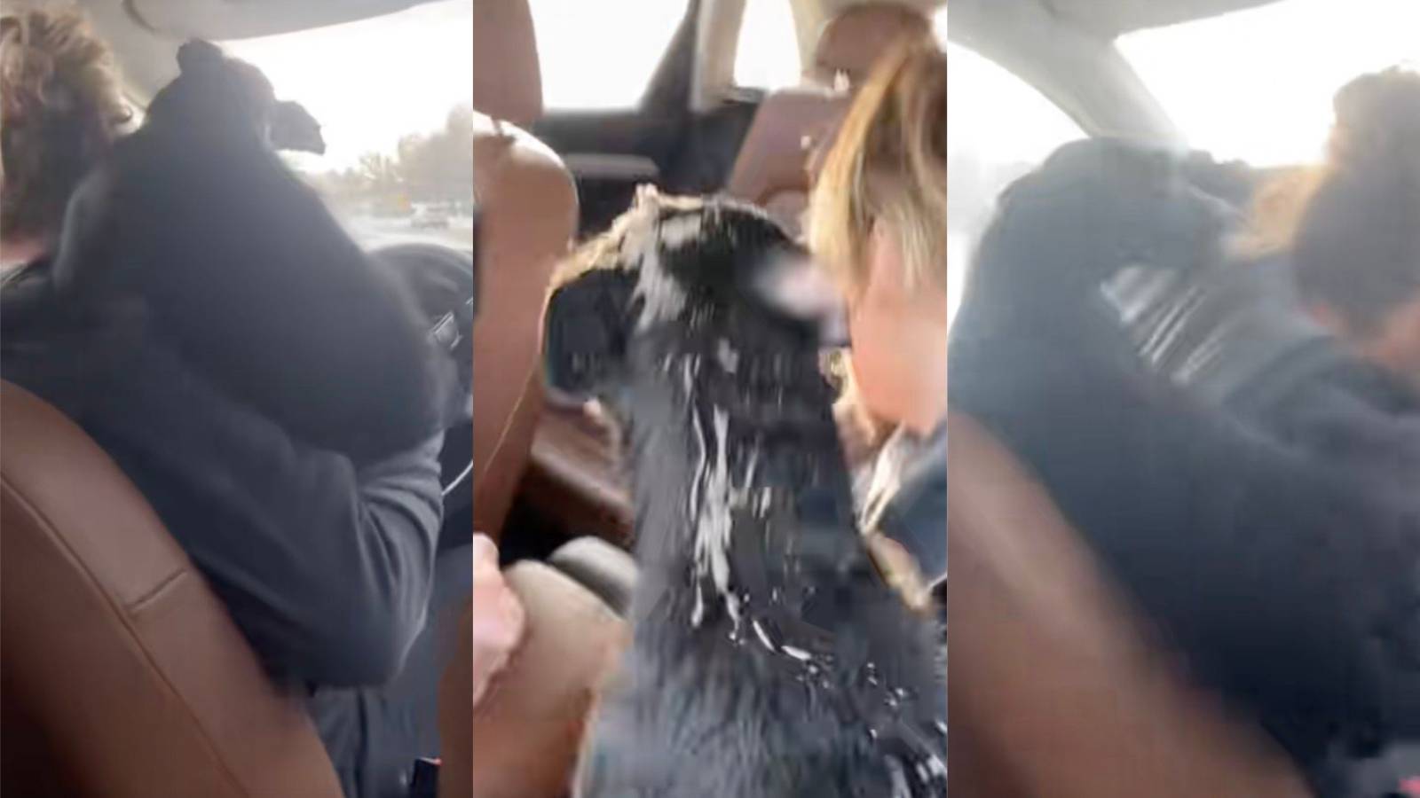 dog in a car