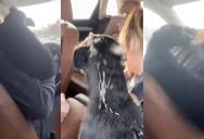 Two Women Pull a Stray Dog From a Busy Highway—Then Burst Out Laughing at His Immediate Reaction