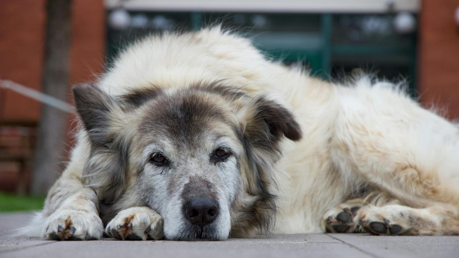 New Neighbor Screams Every Time Homeowner Lets Her Senior Dog in the Yard—Until She Unleashes a Genius Legal Defense That Silences Him old dog lying on the ground