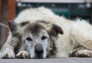 New Neighbor Screams Every Time Homeowner Lets Her Senior Dog in the Yard—Until She Unleashes a Genius Legal Defense That Silences Him