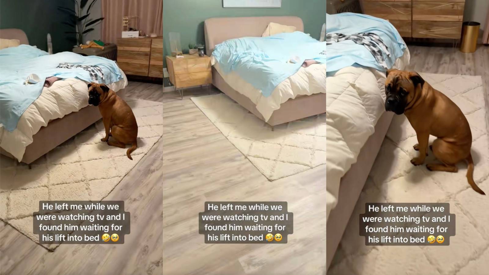 Big Dog Patiently Waits to Be Lifted Into Bed by His Owner Despite Being Fully Able to Jump dog in a bedroom