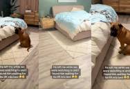 Big Dog Patiently Waits to Be Lifted Into Bed by His Owner Despite Being Fully Able to Jump