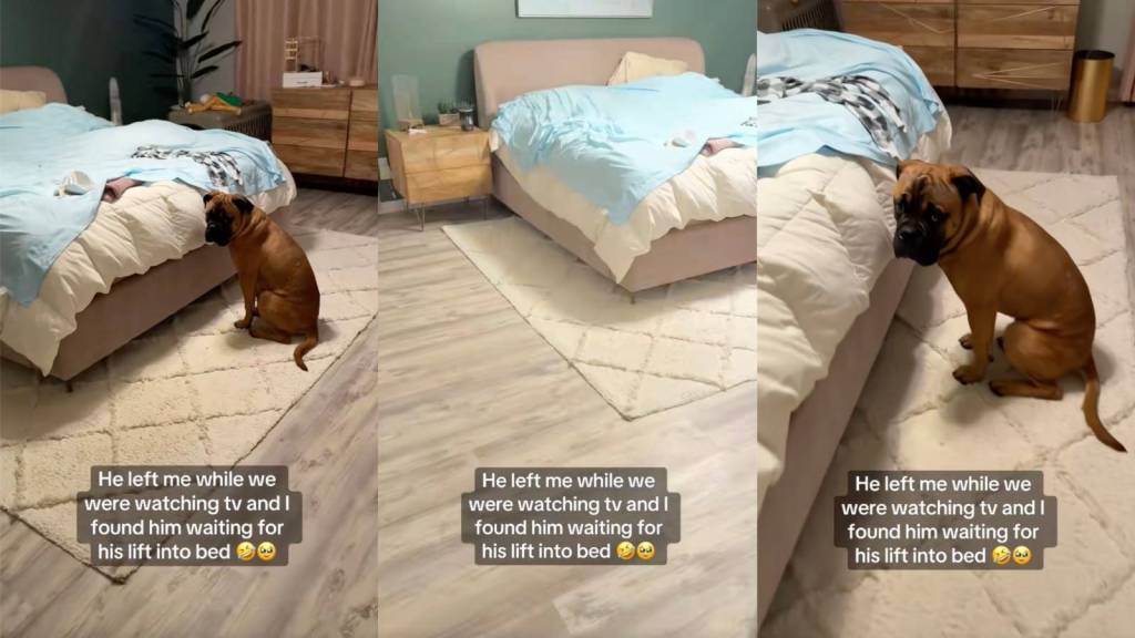 dog in a bedroom