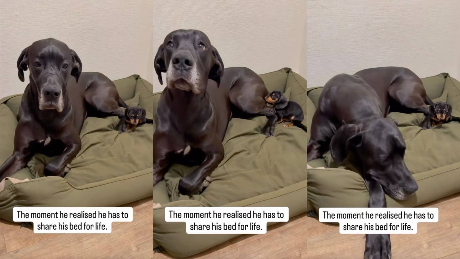 Giant Great Dane Realizes He Has to Share His Bed With a Tiny New Puppy—and His Face Says It All dogs on a bed