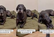 Giant Great Dane Realizes He Has to Share His Bed With a Tiny New Puppy—and His Face Says It All