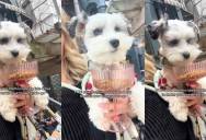 The Drive-Thru Doggy: How One Owner’s Genius On-The-Go Feeding Routine Inspired Pet Parents Everywhere