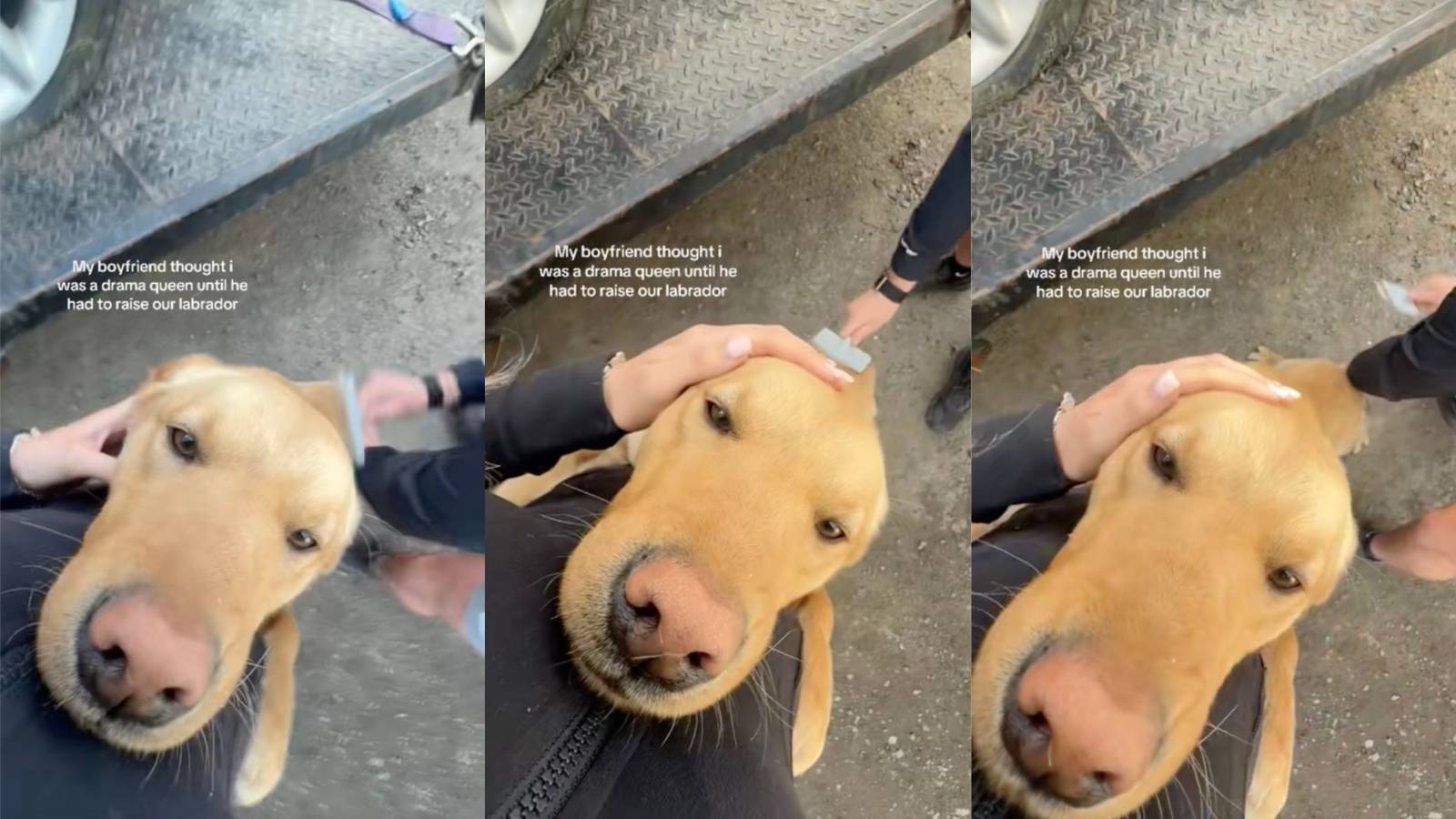 dog getting hair brushed