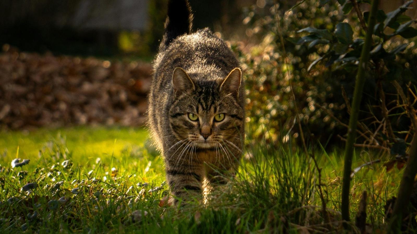 Woman Calls Animal Control After Neighbor’s Indoor Cat Is Locked Outside in Rising Heat, Sparking Feud outdoor cat walking in the grass