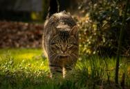 Woman Calls Animal Control After Neighbor’s Indoor Cat Is Locked Outside in Rising Heat, Sparking Feud