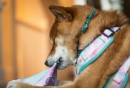 Dog Owner Hires High-End Pet Sitter, Then Deeply Regrets the Decision