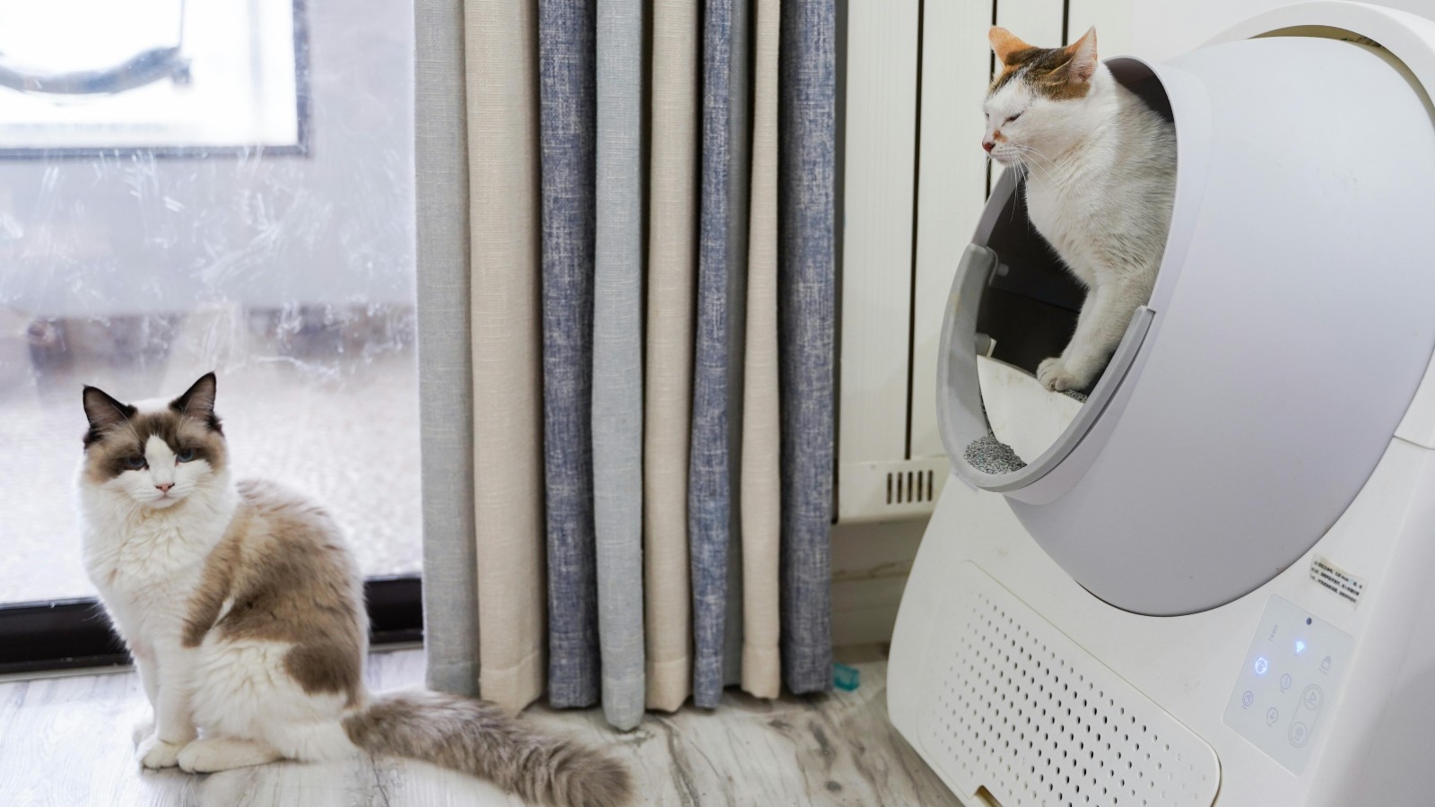Her Friend Generously Gifted Her an Automatic Litter Box, but She Later Realized It Came With Strings Attached pexels n1ch01as 10672058 Her Friend Generously Gifted Her an Automatic Litter Box, but She Later Realized It Came With Strings Attached