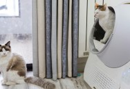 Her Friend Generously Gifted Her an Automatic Litter Box, but She Later Realized It Came With Strings Attached