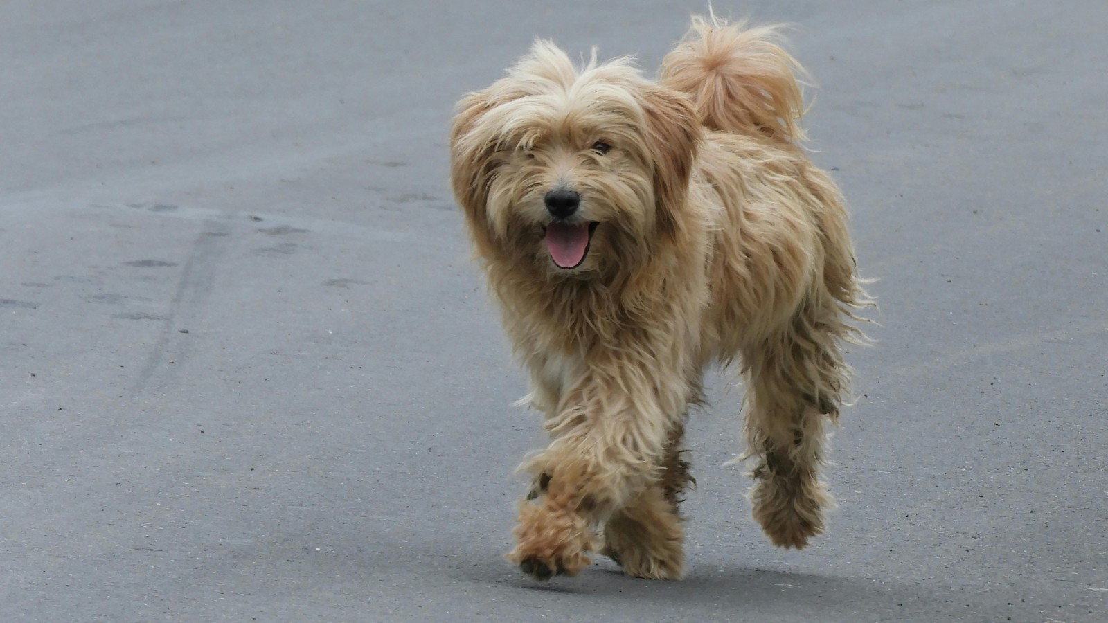 He’s Friendly, Don’t Worry: Why I’m About to Cancel My Gym Membership Because of My Neighbor’s Fur Babies pexels traphitho 16429982 He’s Friendly, Don’t Worry: Why I’m About to Cancel My Gym Membership Because of My Neighbor’s Fur Babies
