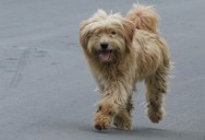 “He’s Friendly, Don’t Worry”: Why I’m About to Cancel My Gym Membership Because of My Neighbor’s “Fur Babies