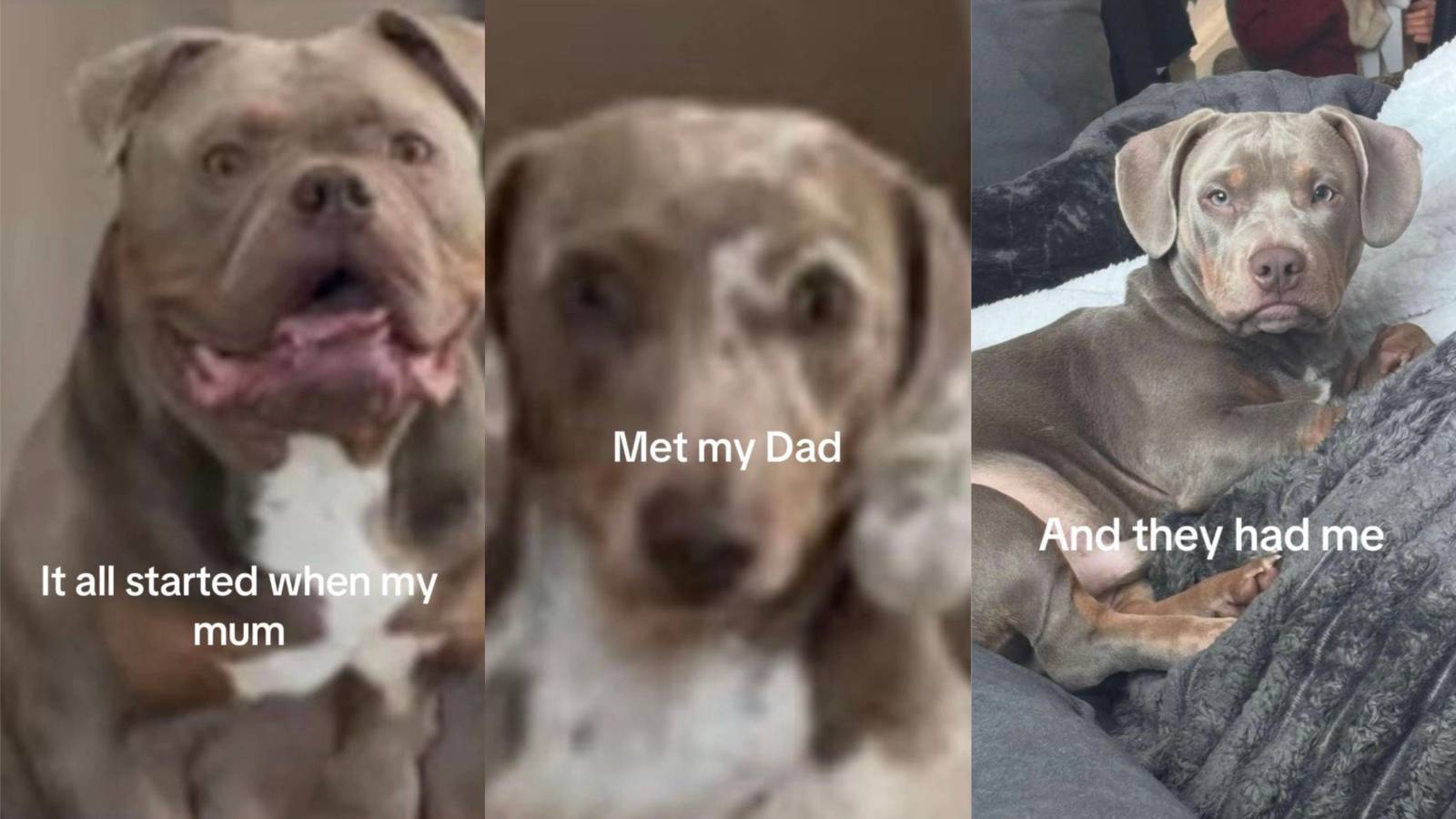 Owner Shocked After DNA Test Reveals the Real Breeds of Her Dog’s Parents: “They Look Nothing Like Him” dogs looking at camera