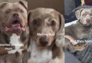 Owner Shocked After DNA Test Reveals the Real Breeds of Her Dog’s Parents: “They Look Nothing Like Him”
