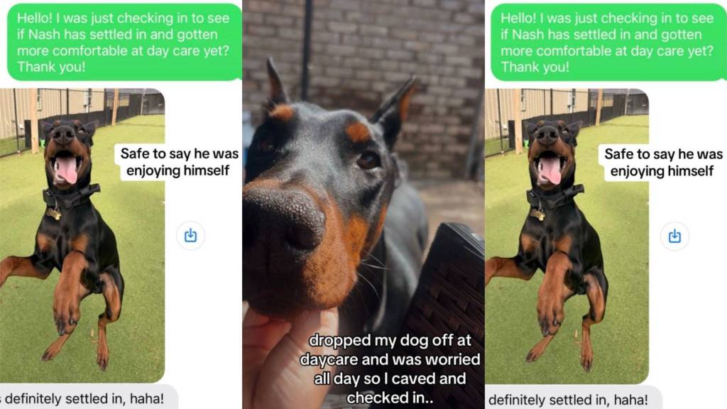 dog at a daycare facility