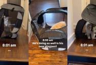A Puppy Has An Unusual Way Of Behaving In His Playpen