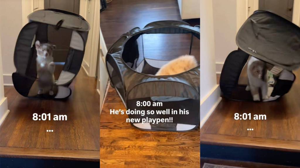 dog in a playpen