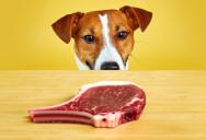 “It Was Still Good!”: The Horrifying Moment a Man Realized His Prize Dinner Had Become the Dog’s Midnight Snack