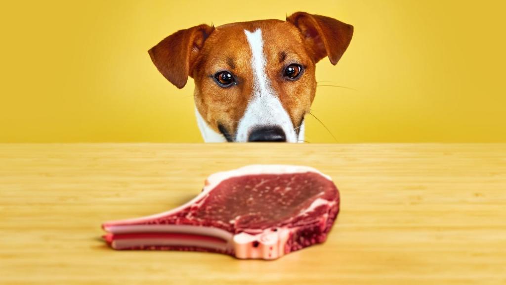dog looking at a steak